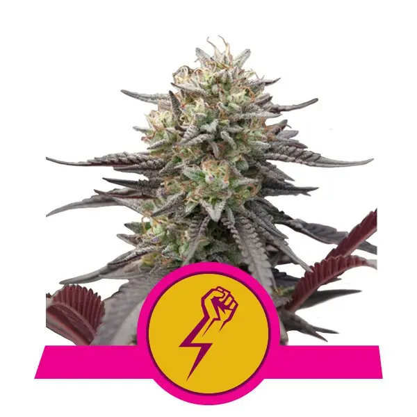 GREEN CRACK PUNCH ROYAL QUEEN SEEDS FEM