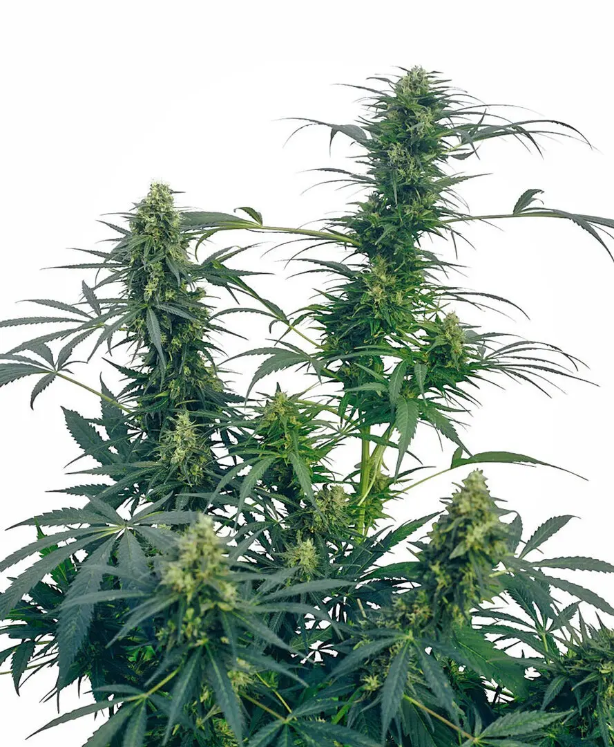 GUERRILLA'S GUSTO® SENSI SEEDS REG