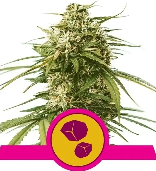 GUSHERS ROYAL QUEEN SEEDS FEM