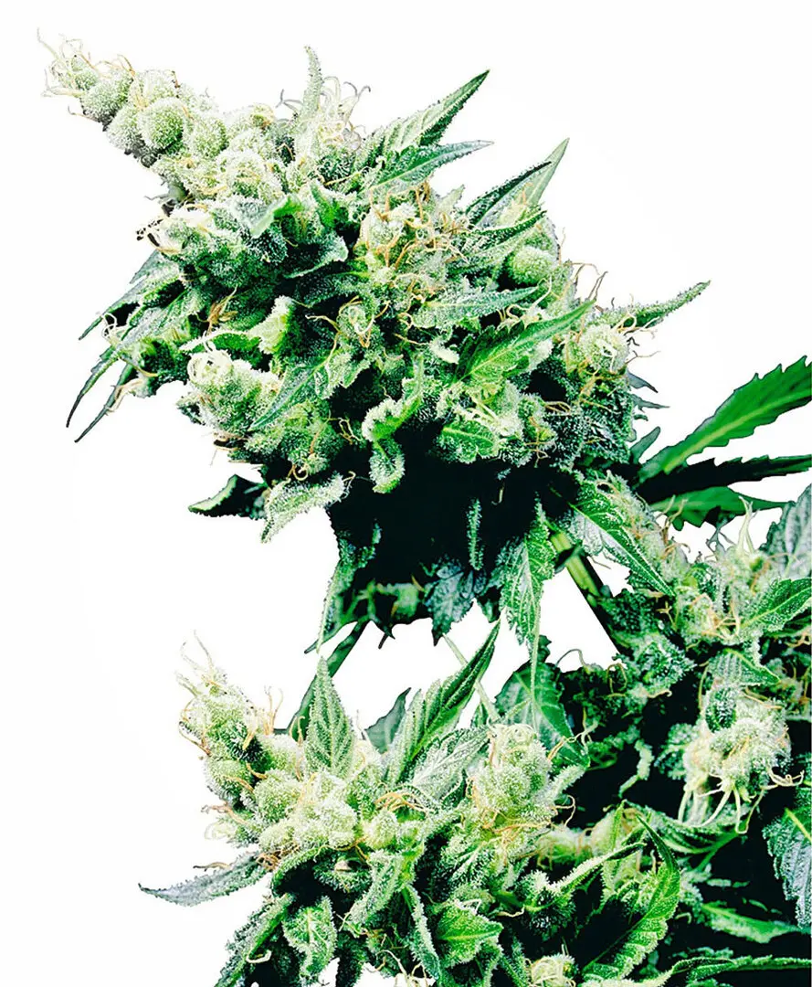 HASH PLANT® SENSI SEEDS REG