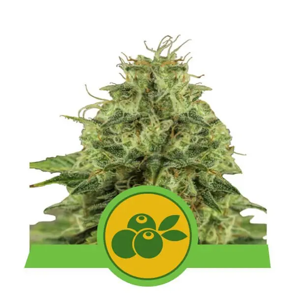 HAZE BERRY AUTOMATIC ROYAL QUEEN SEEDS