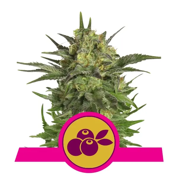 HAZE BERRY ROYAL QUEEN SEEDS FEM