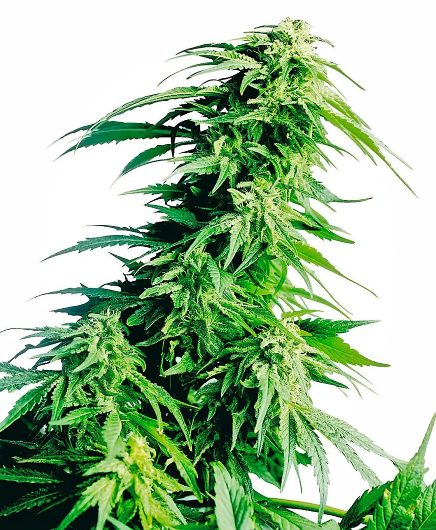 HINDU KUSH® SENSI SEEDS REG