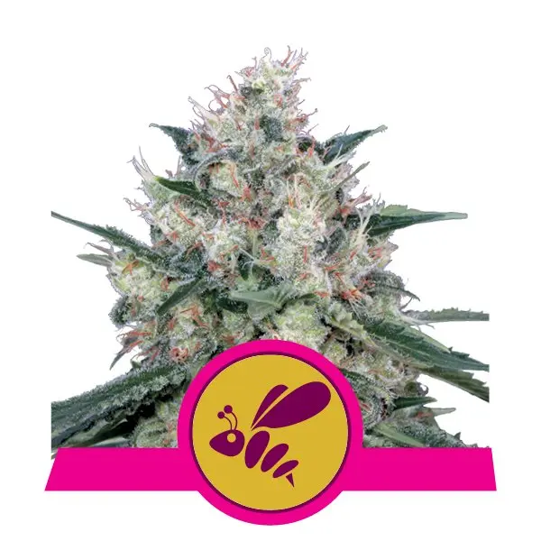 HONEY CREAM (FAST FLOWERING) ROYAL QUEEN SEEDS