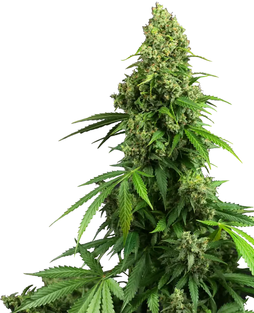 HONEY MELON KUSH AUTOFIORENTI SENSI SEEDS RESEARCH