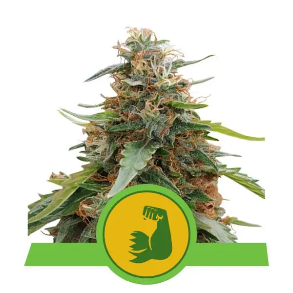 HULKBERRY AUTOMATIC ROYAL QUEEN SEEDS