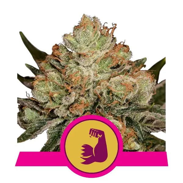 HULK BERRY ROYAL QUEEN SEEDS FEM