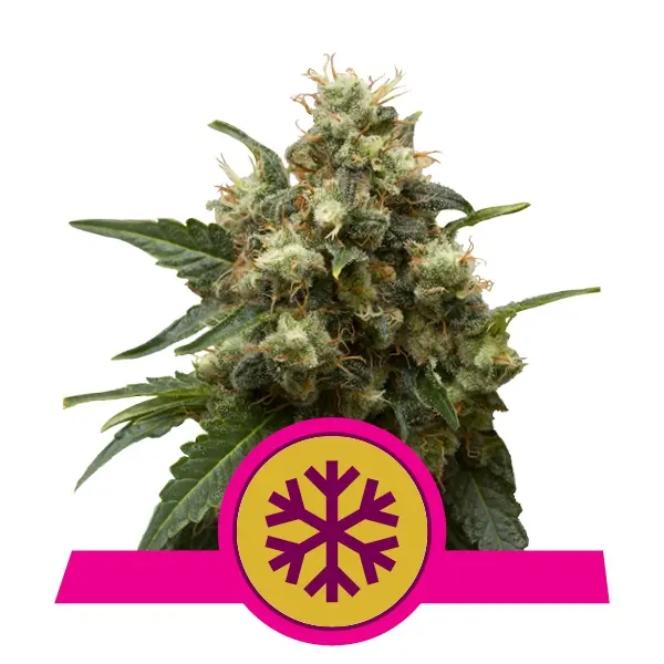 ICE ROYAL QUEEN SEEDS FEM