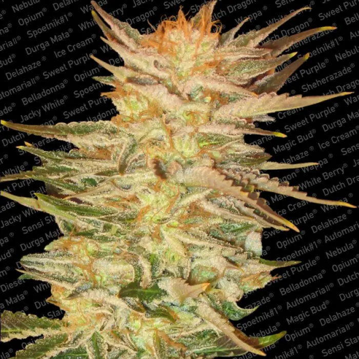 ICE CREAM PARADISE SEEDS FEM