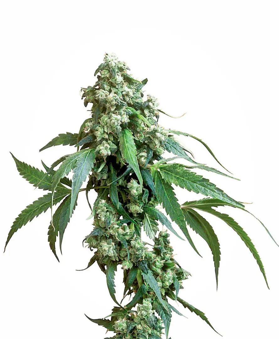 JACK FLASH® SENSI SEEDS REG