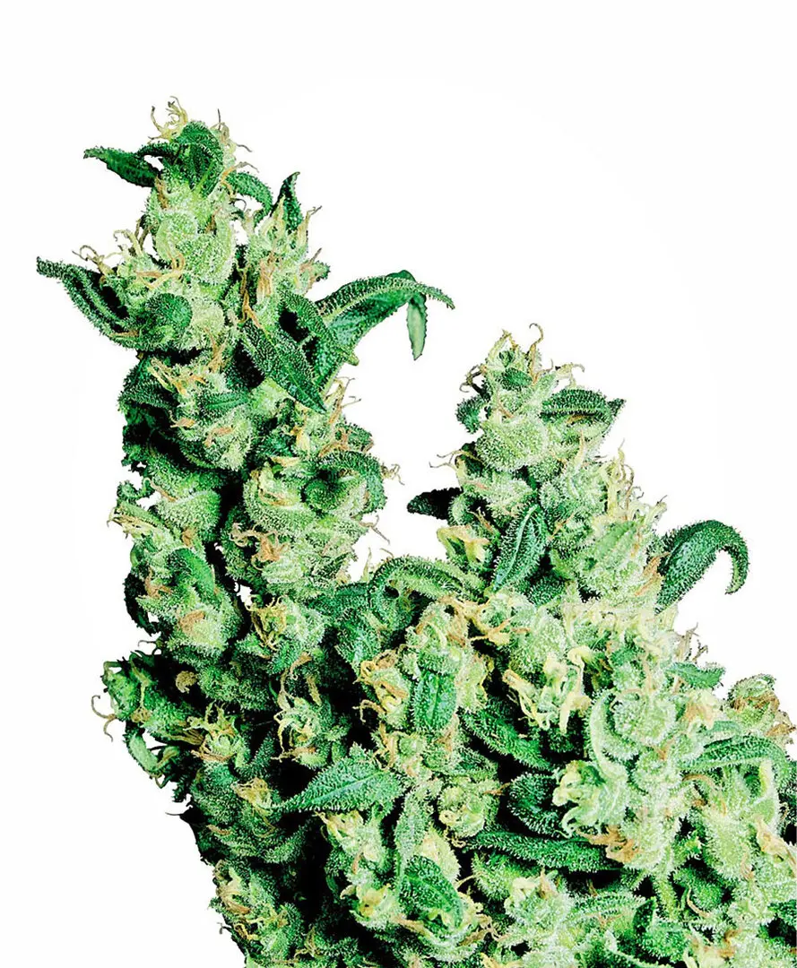 JACK HERER® SENSI SEEDS REG