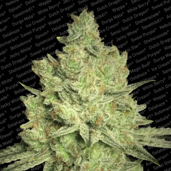 JACKY WHITE PARADISE SEEDS FEM