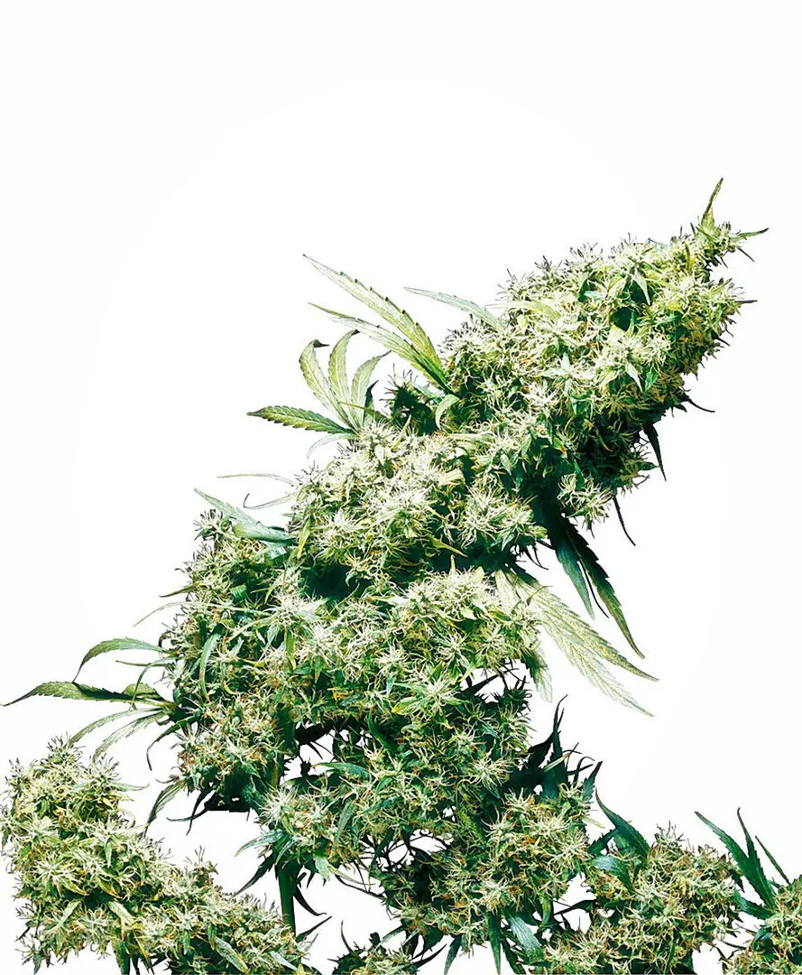 JAMAICAN PEARL® SENSI SEEDS REG