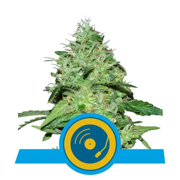 JOANNE'S CBD ROYAL QUEEN SEEDS