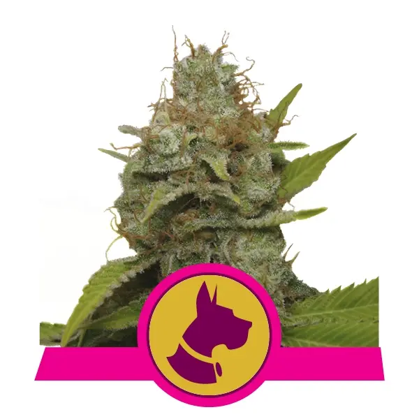 KALI DOG ROYAL QUEEN SEEDS FEM