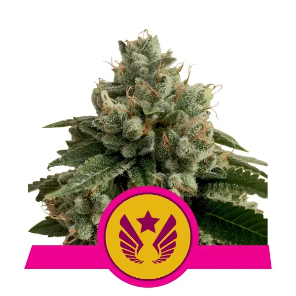 LEGENDARY OG PUNCH ROYAL QUEEN SEEDS FEM