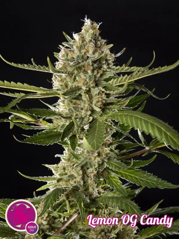 LEMON OG CANDY - PHILOSOPHER SEEDS FEM