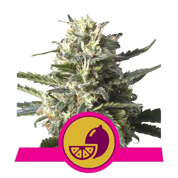 LEMON SHINING SILVER HAZE ROYAL QUEEN SEEDS FEM