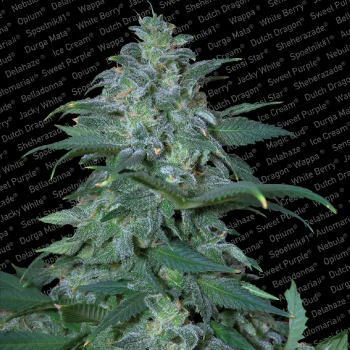 MAGIC BUD PARADISE SEEDS FEM