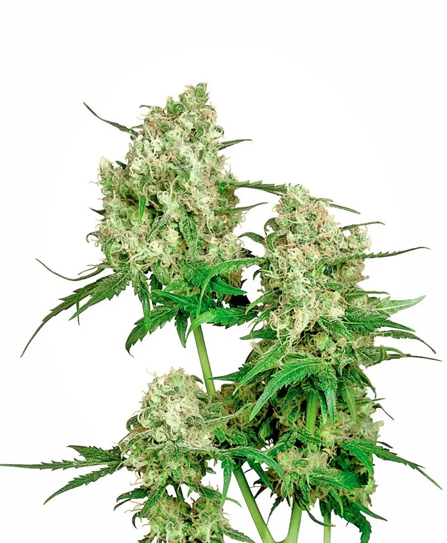 MAPLE LEAF INDICA® SENSI SEEDS REG