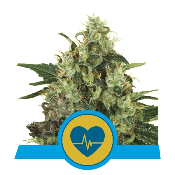 MEDICAL MASS ROYAL QUEEN SEEDS CBD