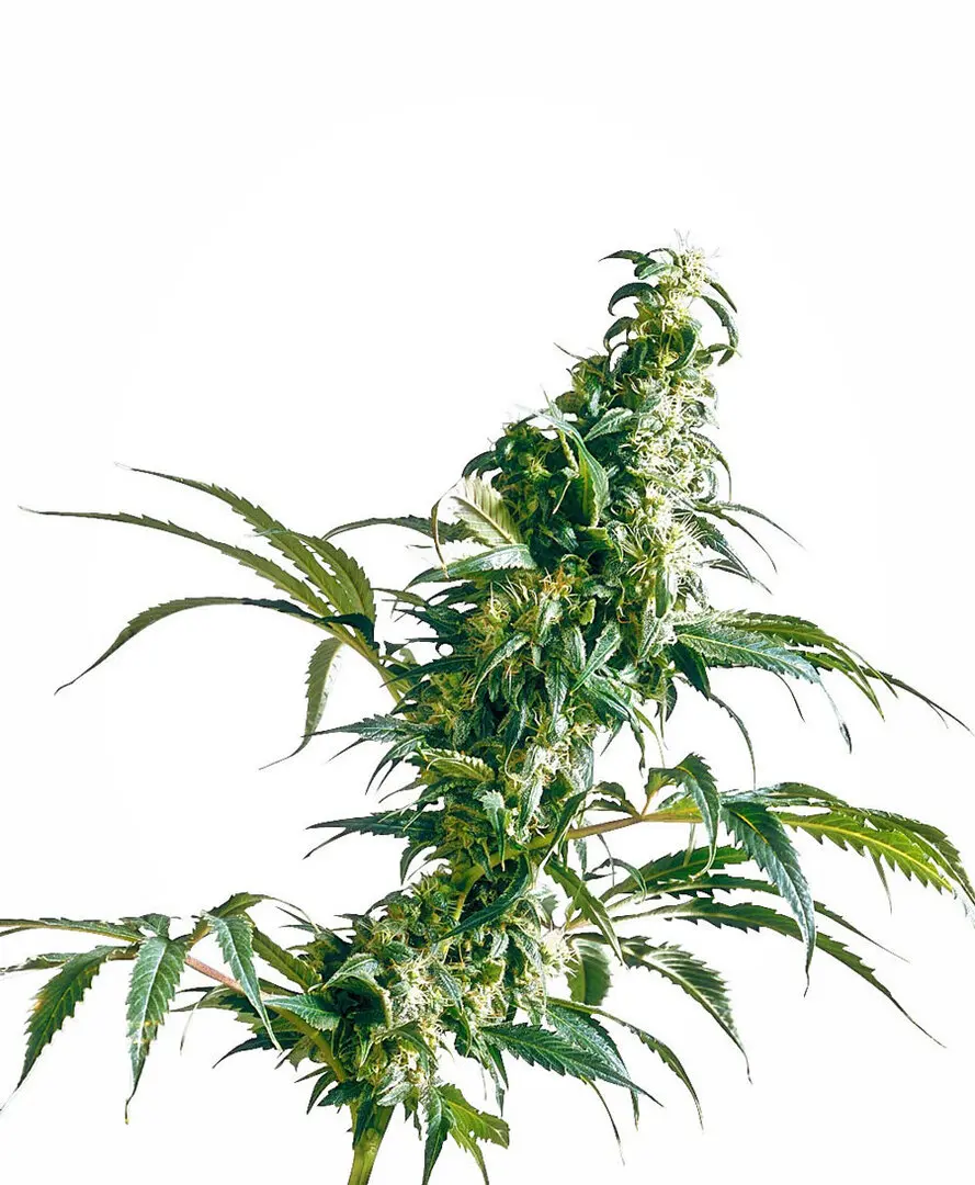 MEXICAN SATIVA® SENSI SEEDS REG