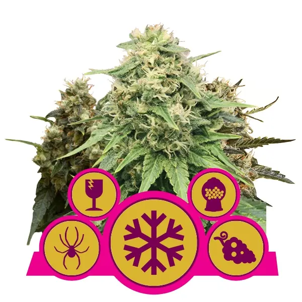 MIX FEMMINILIZZATA ROYAL QUEEN SEEDS FEM