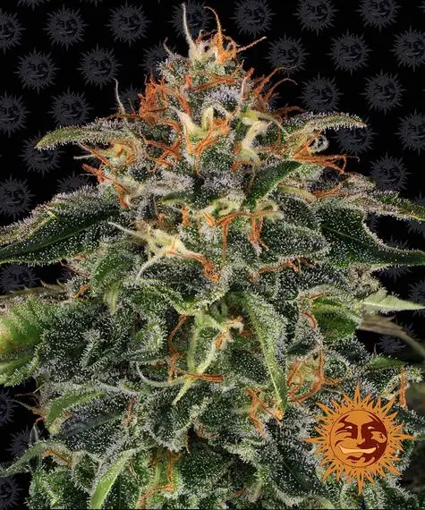 MOBY DICK BARNEY'S FARM FEM