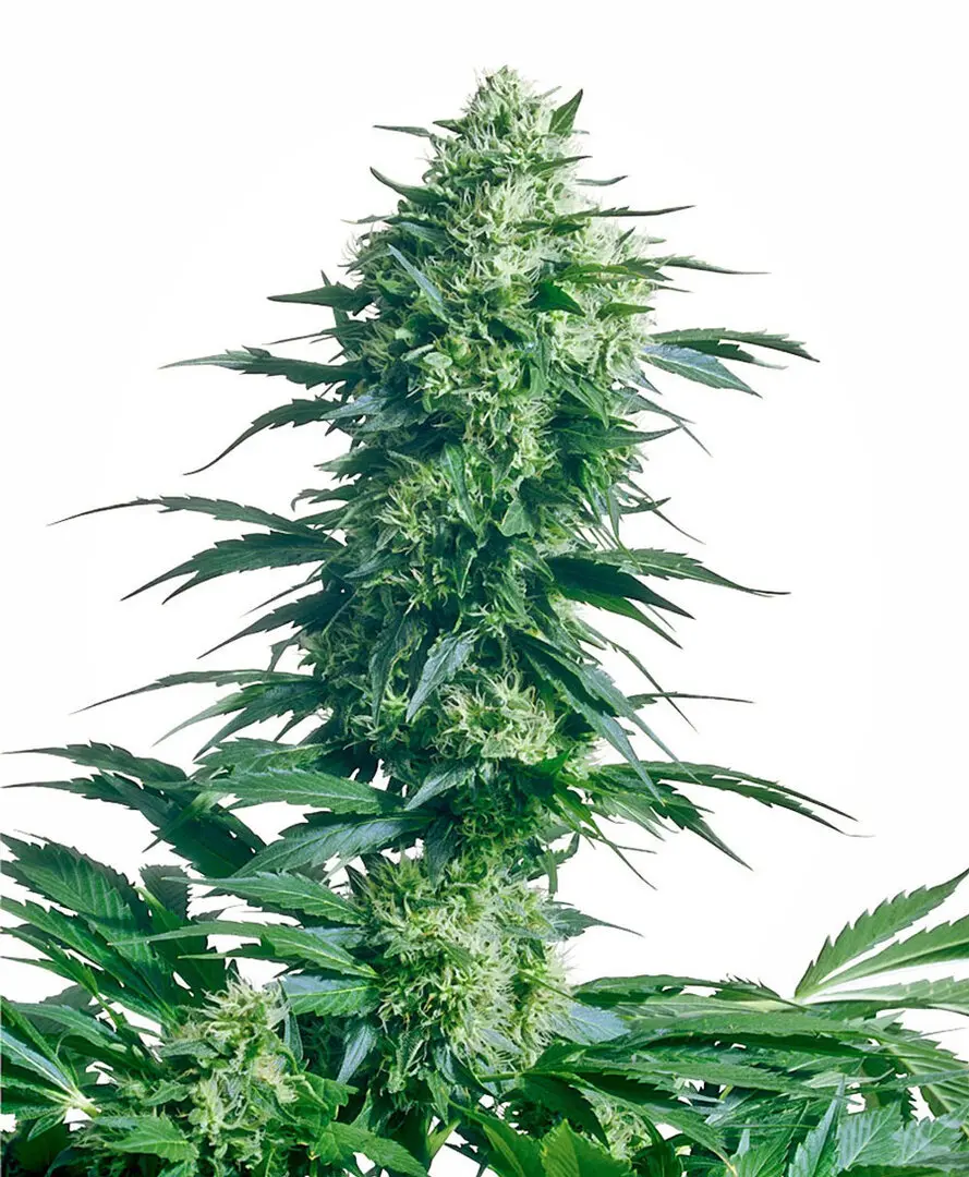 MOTHER'S FINEST® SENSI SEEDS REG