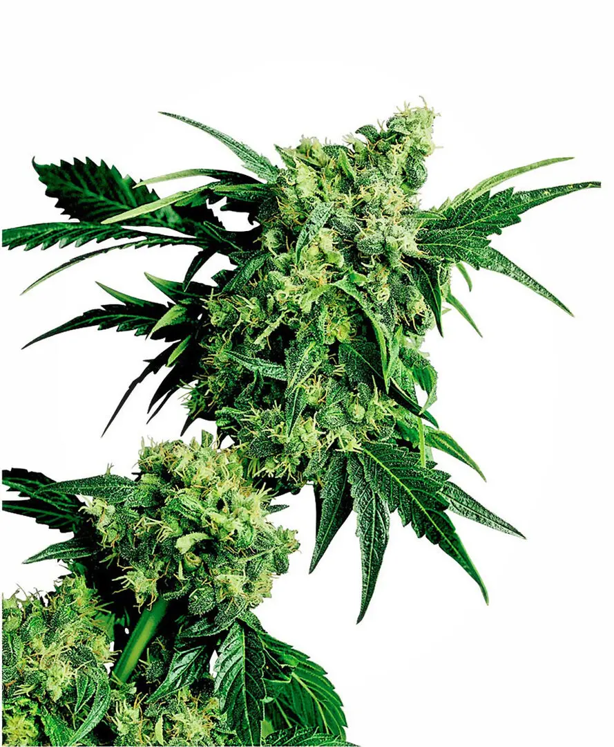 MR. NICE G13 X HASH PLANT® SENSI SEEDS REG