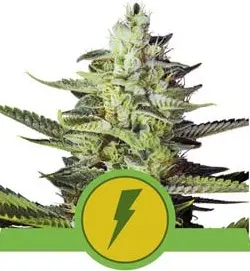 NORTH THUNDERFUCK AUTOMATIC ROYAL QUEEN SEEDS