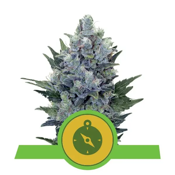 NORTHERN LIGHT AUTOMATIC ROYAL QUEEN SEEDS