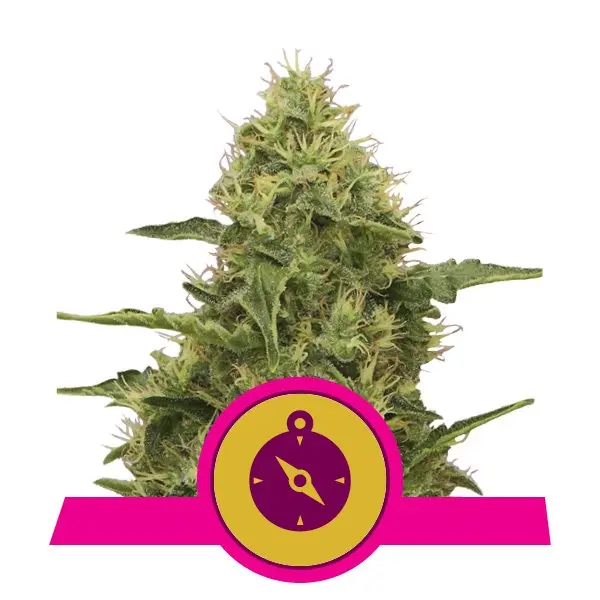 NORTHERN LIGHT ROYAL QUEEN SEEDS FEM