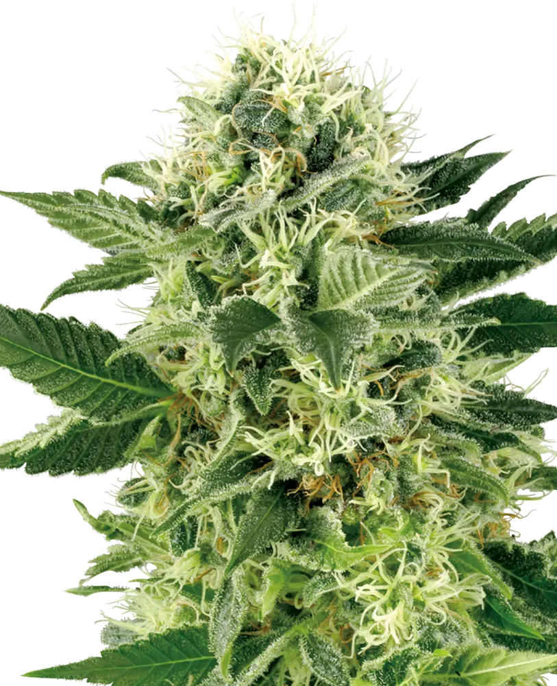 NORTHERN LIGHTS FEMINIZED 5 Semi WHITE LABEL