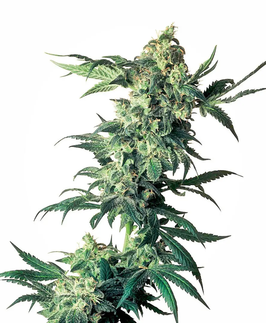 NORTHERN LIGHTS® SENSI SEEDS REG