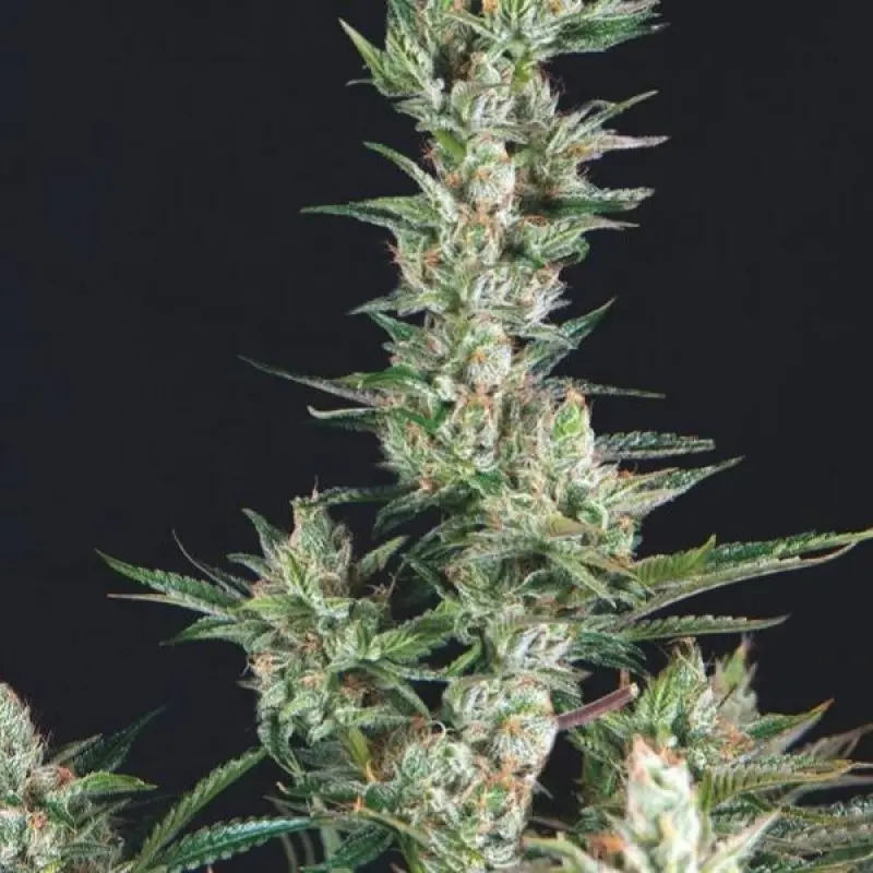 OG CONFIDENTIAL TRIKOMA SEEDS USA STRAINS FEM