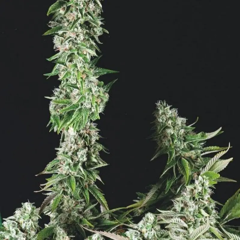 OG DOUBLE KUSH TRIKOMA SEEDS USA STRAINS FEM