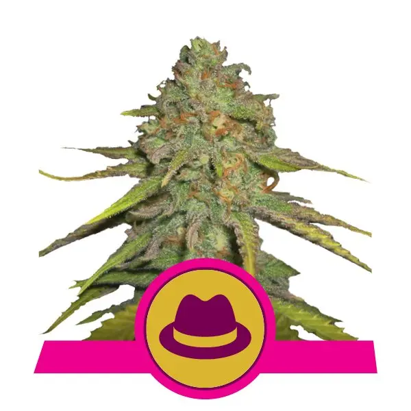 O.G. KUSH ROYAL QUEEN SEEDS FEM