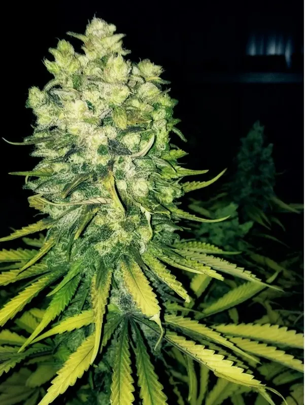 ORIGINAL SOUR DIESEL THE CALI CONNECTION FEM