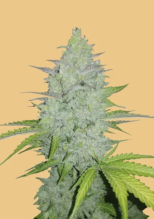 CHEESE AUTO ORIGINAL FAST BUDS