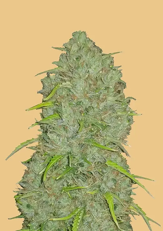 JACK HERER AUTO ORIGINAL FAST BUDS