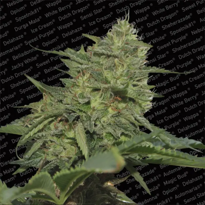 ORIGINAL CHEESE (IBL) PARADISE SEEDS FEM