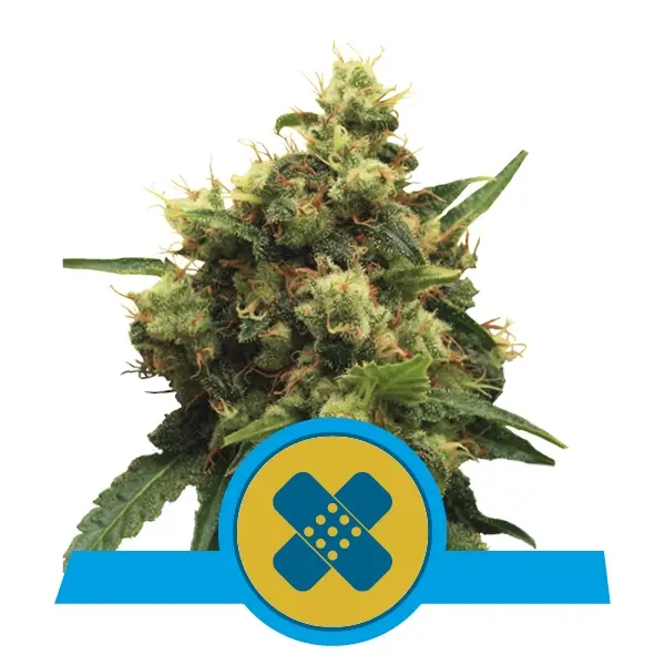 PAINKILLER XL ROYAL QUEEN SEEDS CBD