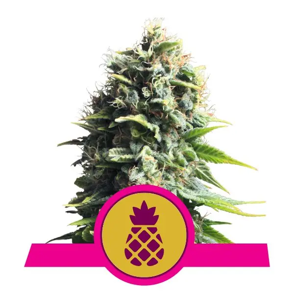 PINEAPPLE KUSH ROYAL QUEEN SEEDS FEM