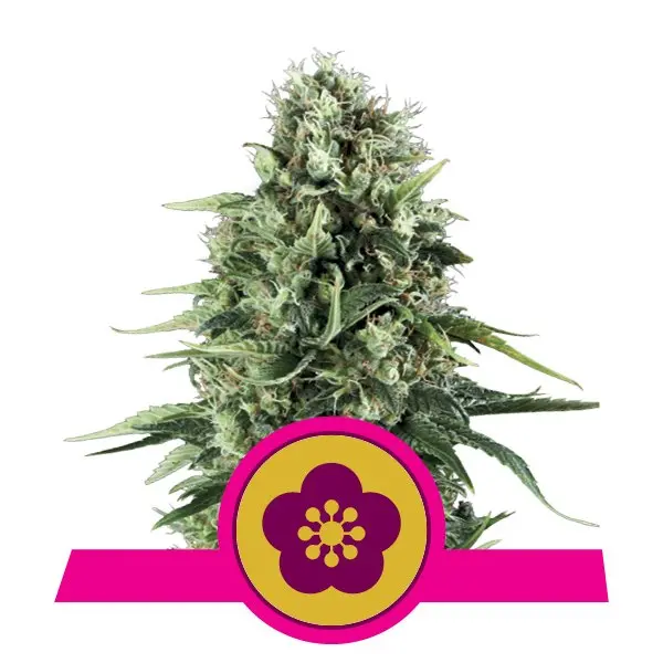 POWER FLOWER ROYAL QUEEN SEEDS FEM