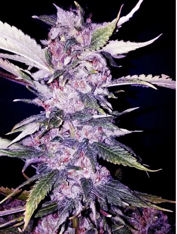 PURPLE CHEM THE CALI CONNECTION FEM