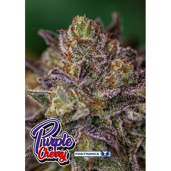 PURPLE CHERRY POSITRONICS INDICA