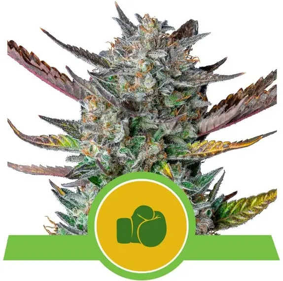 PURPLE PUNCH AUTOMATIC ROYAL QUEEN SEEDS