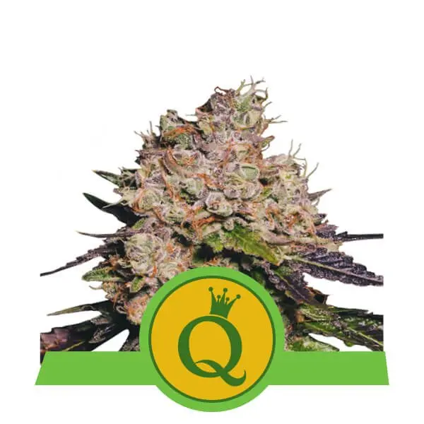 PURPLE QUEEN AUTOMATIC ROYAL QUEEN SEEDS