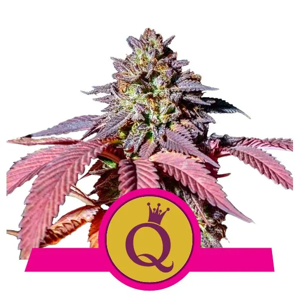 PURPLE QUEEN ROYAL QUEEN SEEDS FEM